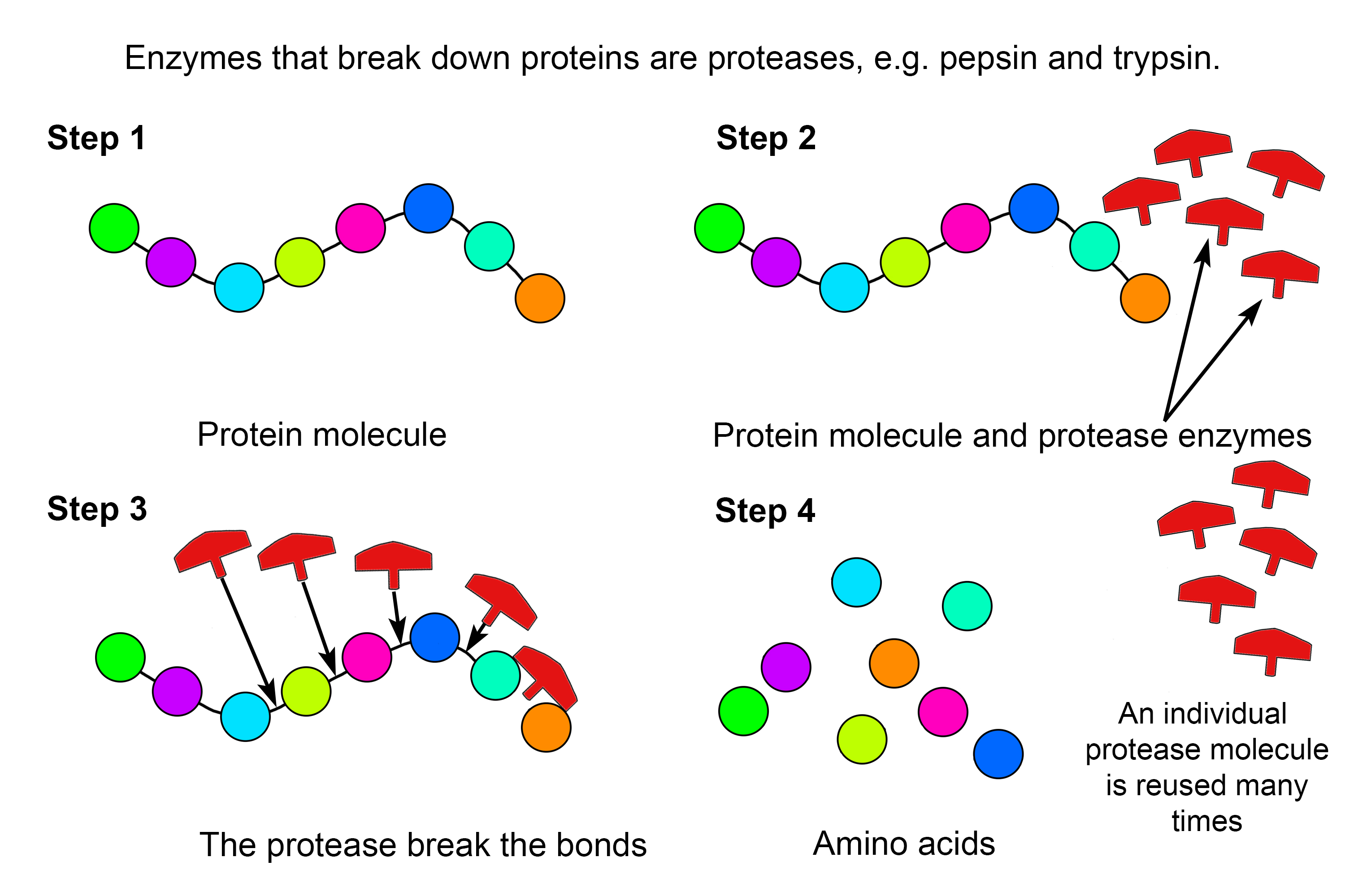 Example Of How Protease Enzymes Break Down Proteins